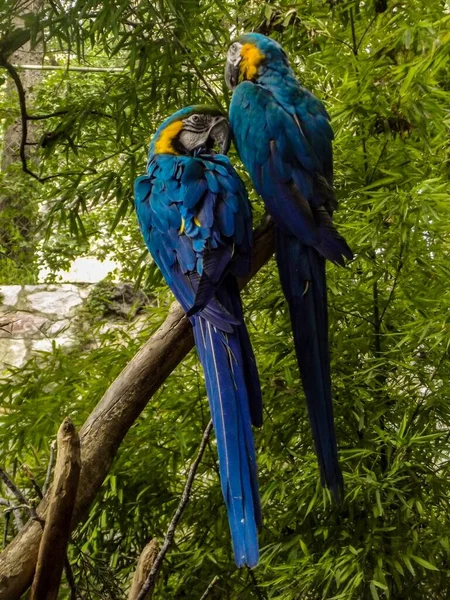 Primo Piano Pappagallo Macaw Colorato Seduto Ramo Circondato Alberi Verdi — Foto Stock