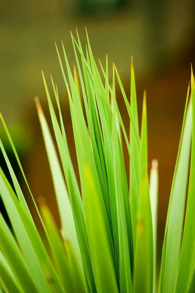 Selektywne Pionowe Ujęcie Zielonej Trawy — Zdjęcie stockowe