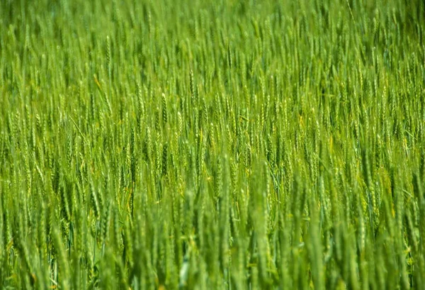 Egy Nagy Szögű Lövés Egy Zöld Búzamezőről Napfény Alatt — Stock Fotó