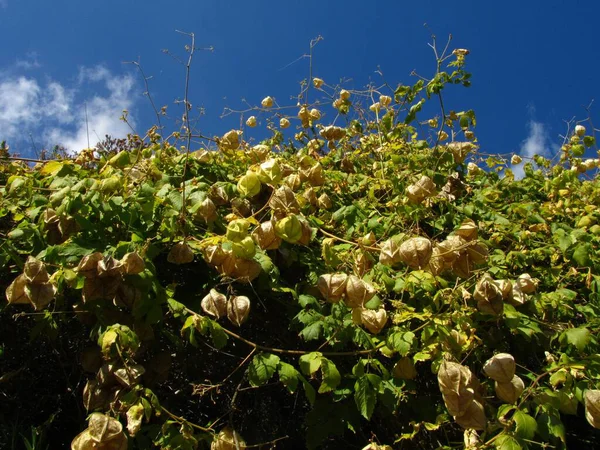 Zbliżenie Ujęcia Roślin Physalis Pod Błękitnym Niebem Malcie — Zdjęcie stockowe