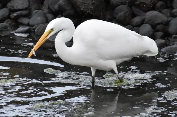湖の水を飲む白鳥の大歓迎 — ストック写真