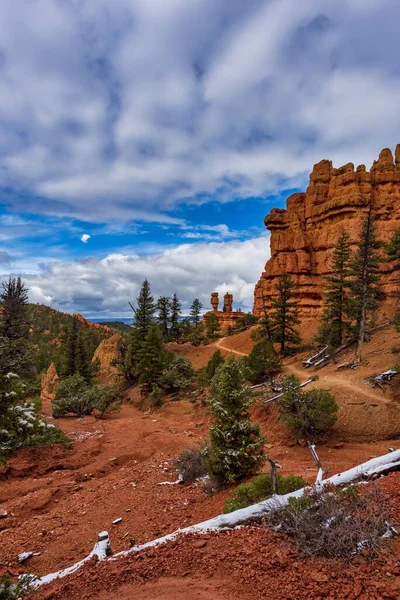 Disparo Vertical Árboles Rocas Arena Roja Cañón Rojo Bosque Nacional — Foto de Stock