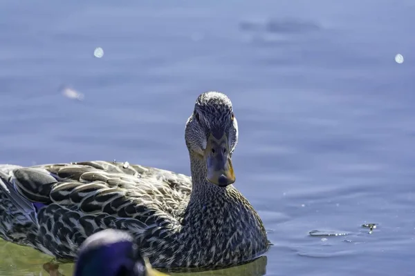 安大略Mud Lake女性Mallard特写镜头 — 图库照片