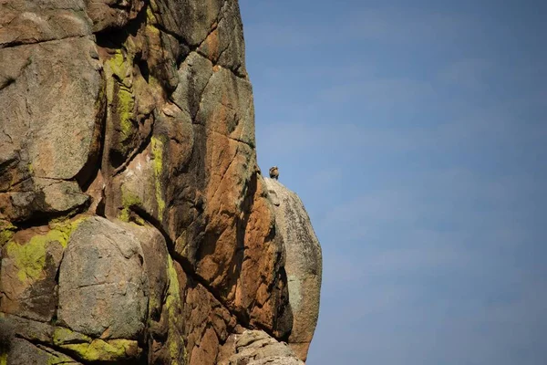 光天化日之下 一只鸟坐在岩石上的全景照片 — 图库照片
