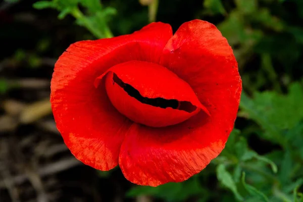Closeup Shot Red Poppy Sunlight — Stock Photo, Image