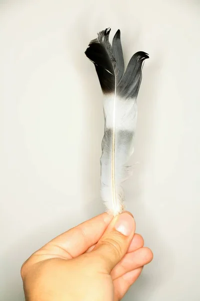 白地に黒 灰色の縞の羽を持つ者の縦射 — ストック写真