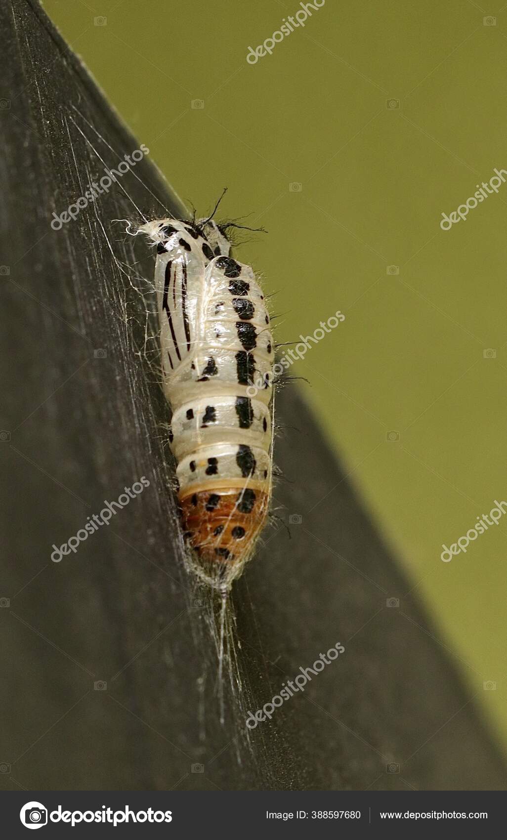 Eine Vertikale Selektive Fokusaufnahme Eines Weiß Satinierten Mottenkokons  Japan – Stockfoto © Wirestock #388597680, image size:1026x1700