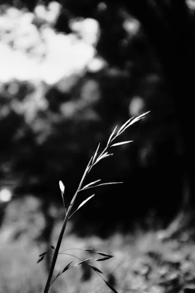Вертикальный Селективный Снимок Серой Ветви Травы — стоковое фото