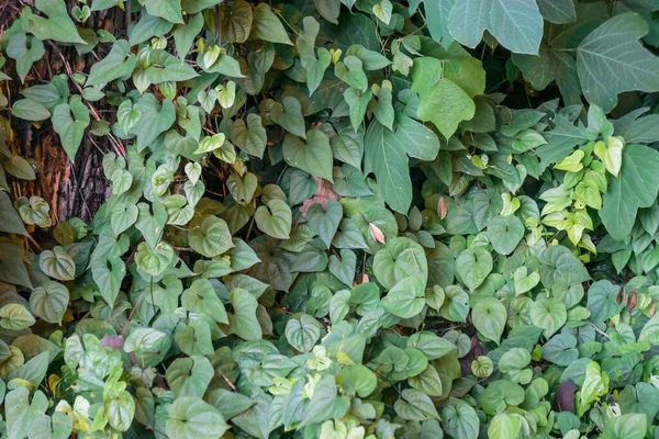 Paisaje Vibrantes Plantas Verdes Bajo Sol —  Fotos de Stock