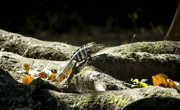 Une Photo Iguane Bronzant Dans Auto Safari Chapn Escuintla Guatemala — Photo