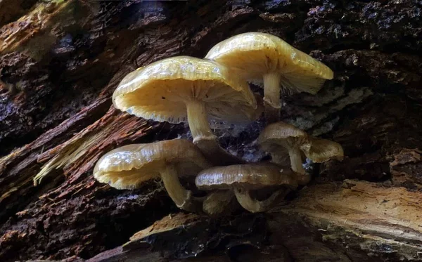 Tiro Close Escala Cogumelos Dourados Casca Uma Árvore — Fotografia de Stock