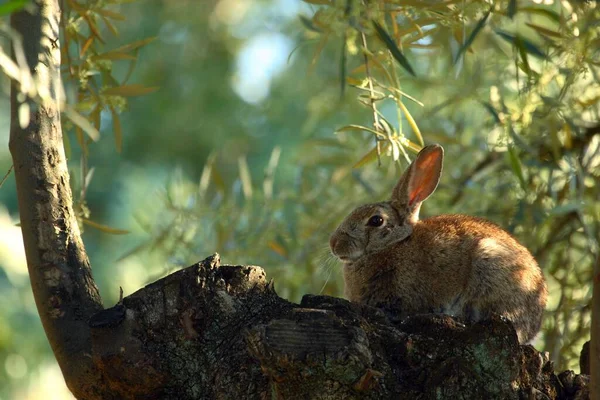 昼間に石の上に座っている可愛いウサギ — ストック写真