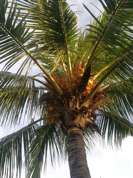 Vertical Low Angle Shot Coconut Tree — Stock Photo, Image