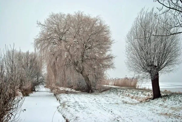 Uma Paisagem Com Árvores Sem Folhas Cobertas Neve — Fotografia de Stock