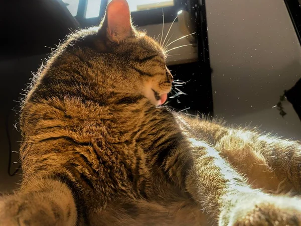 Egy Gyönyörű Barna Macska Mintákkal Földön Fekve Ragyogva Napsugarak Alatt — Stock Fotó