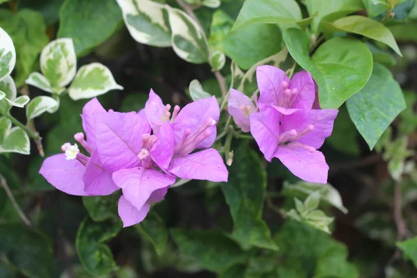Closeup Shot Violet Bougainvillea Flowers Sunlight — Stock Photo, Image