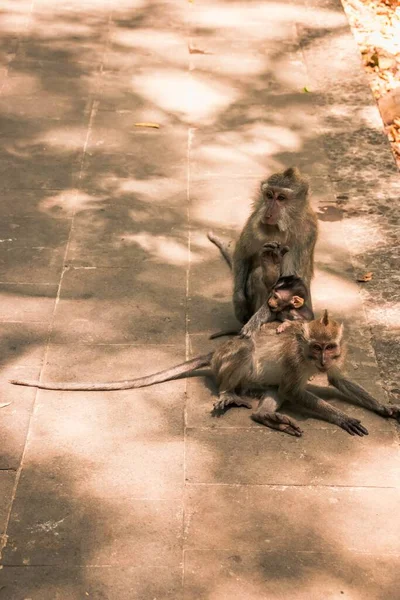 Sebuah Fokus Tembakan Selektif Monyet Babon Bermain Luar — Stok Foto