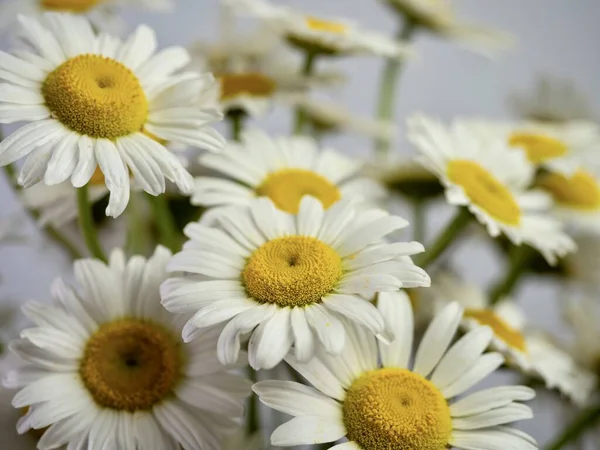 Een Close Shot Van Mooie Kamille Een Licht Grijze Achtergrond — Stockfoto