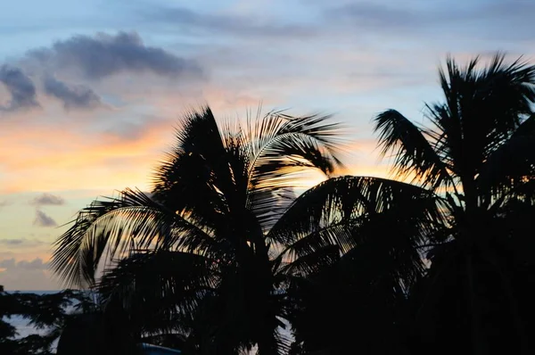 Gün Batımında Sahilde Çekilen Palmiye Ağaçlarının Güzel Bir Görüntüsü — Stok fotoğraf
