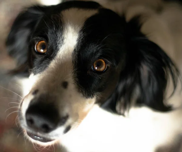 Primer Plano Springer Spaniel Galés Negro Bajo Luz Con Fondo —  Fotos de Stock