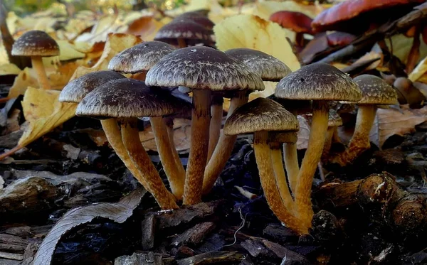 Primer Plano Hypholoma Brunneum Suelo — Foto de Stock