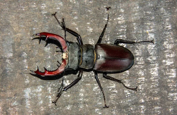 Zbliżenie Ujęcia Czerwonego Czarnego Żuka Lucanus Cervus Drewnianej Powierzchni — Zdjęcie stockowe