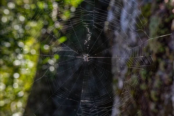 蜘蛛在绿色背景后面的蜘蛛网上的特写 — 图库照片