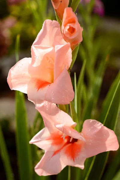 Vertical Closeup Shot Beautiful Pink Canna Lily Flowers Blurred Background — Stock Photo, Image