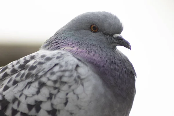 Selektiv Fokusbild Fågel Med Lila Hals Fångad Dagtid — Stockfoto