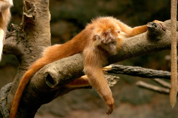 Close Uma Ébano Langur Deitado Galho Árvore Sob Luz Sol — Fotografia de Stock