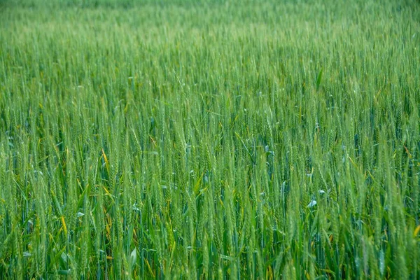 High Angle Shot Green Wheat Field Sunlight — Stock Photo, Image
