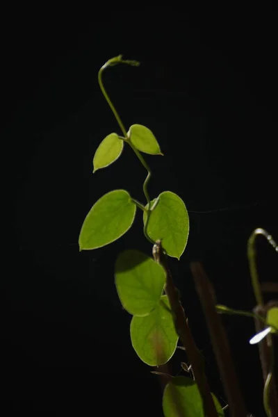 Gros Plan Vertical Une Branche Aux Feuilles Vertes Sur Fond — Photo