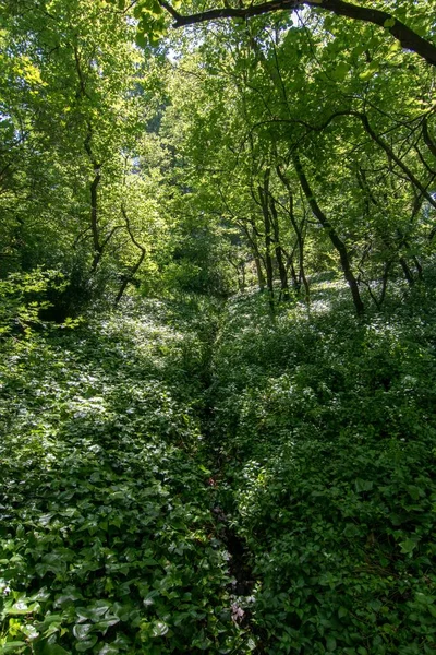 Vacker Natur Fångas Skogen Med Gröna Träd Och Växter — Stockfoto
