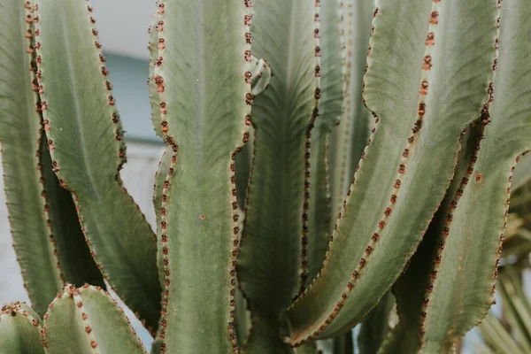 Detailní Záběr Krásných Kaktusových Listů Denního Světla — Stock fotografie