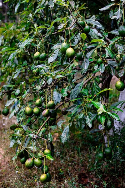 Abacate Com Abacate Verde — Fotografia de Stock