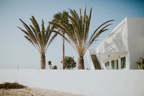 Een Prachtig Uitzicht Palmbomen Een Tropische Tuin Van Een Huis — Stockfoto
