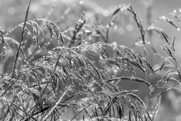 Grayscale Selective Focus Shot Plant Covered Hoarfrost — Stock Photo, Image