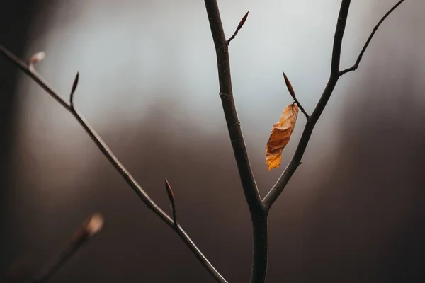 Enfoque Selectivo Una Hoja Otoño Rama Del Árbol — Foto de Stock