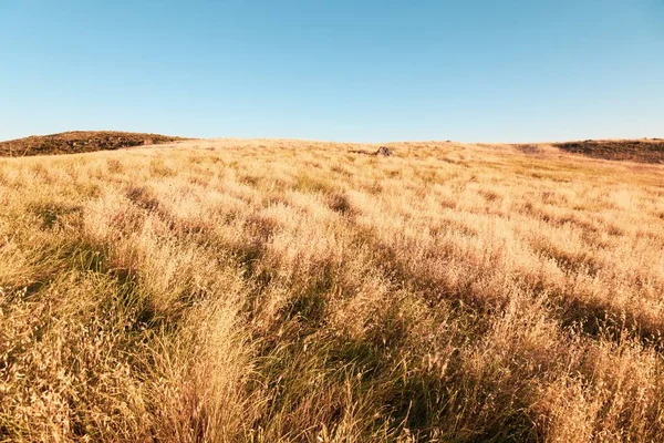 乾燥した大草原とその上に澄んだ空 背景に最適です — ストック写真