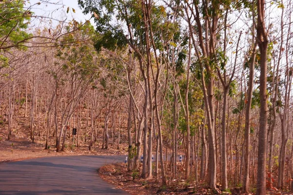 Uma Estrada Asfalto Estreita Com Floresta Nos Dois Lados — Fotografia de Stock