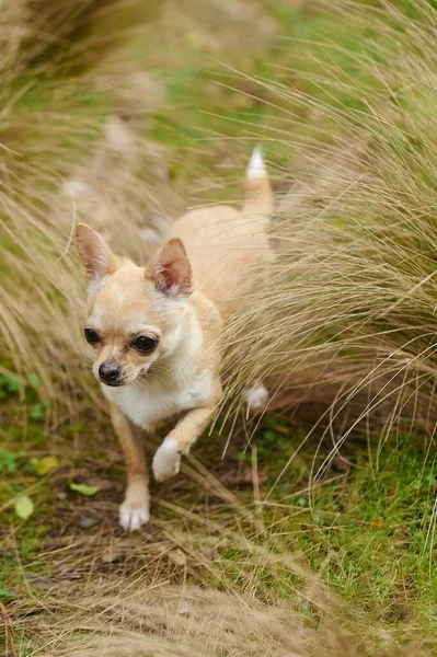 Une Image Verticale Petit Chihuahua Courant Sur Terrain — Photo