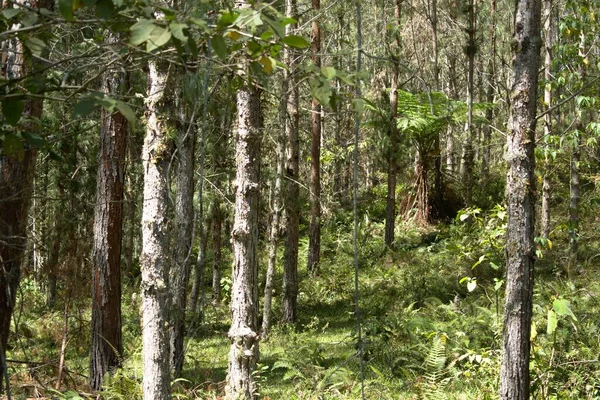 Tiro Perto Galhos Árvores Altas Floresta — Fotografia de Stock