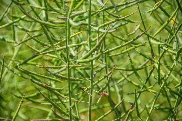 Closeup Shot Green Grass Plant Sunlight — Stock Photo, Image