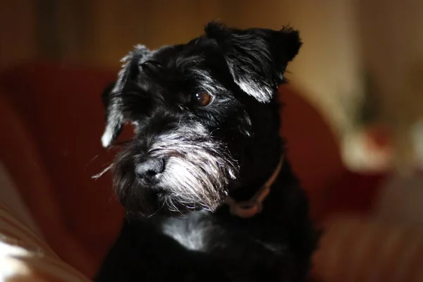 Een Close Shot Van Een Zwarte Lucas Terriër Hond Zittend — Stockfoto