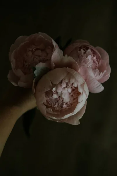 Colpo Verticale Una Persona Che Tiene Bouquet Peonie Uno Sfondo — Foto Stock