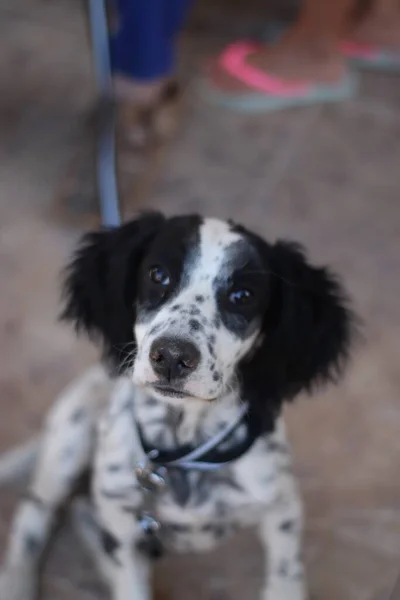 屋外でカメラを見つめている英語のシュプリンガー スパニエルの犬の選択的な焦点ショット — ストック写真