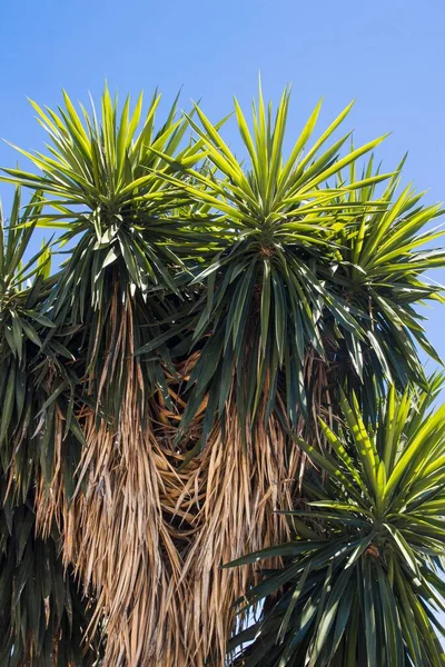 Mavi Gökyüzünün Altındaki Agave Türlerinin Dikey Görüntüsü — Stok fotoğraf