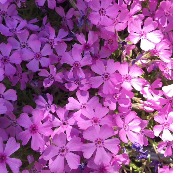 Una Foto Aerea Fiori Viola Fiore Primula Wanda — Foto Stock