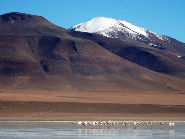 Вершини Гір Вкриті Снігом Фламінго Солоному Озері Лагуна Верде Болівії — стокове фото