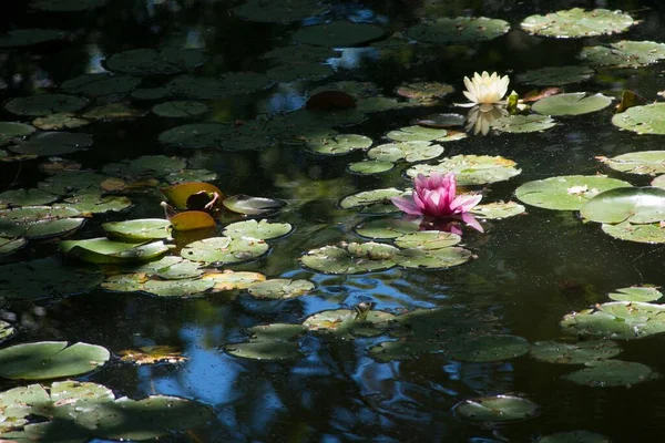 Mesmerizing Scenery Pond Lotus Leaves Water Lilies Sunlight — Stock Photo, Image